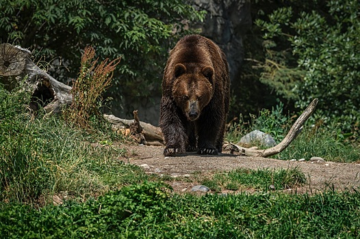В Новосибирской области застрелят медведя, который задрал двух лошадей и жеребенка