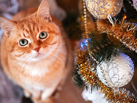 Ветеринар Грезина: стеклянные новогодние украшения опасны для домашних животных