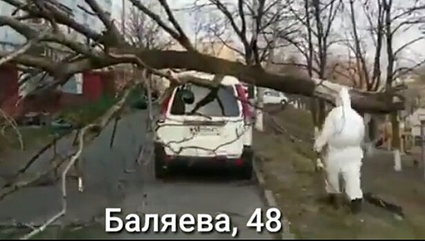 Мужчина в защитном костюме у рухнувшего дерева удивил Владивосток