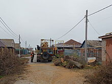 Вырубили почти 400: с начала года в Волгодонске выдали разрешение на валку 1400 деревьев