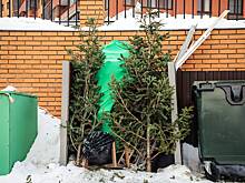 Россиянам напомнили о штрафах за выкинутую елку