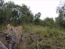 Дикие животные и видеокамера