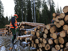 Украинцам предложат вакансии лесорубов в Финляндии