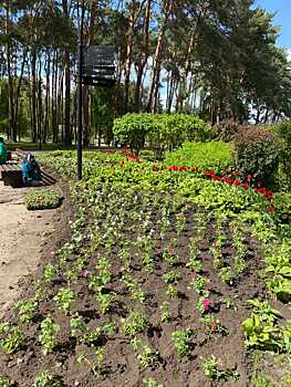 В Воронеже появится около 700 тысяч цветов