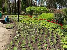 В Воронеже появится около 700 тысяч цветов