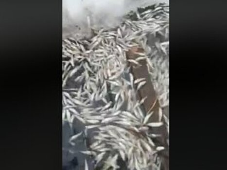 В Башкирии опять массово погибла рыба (ВИДЕО)