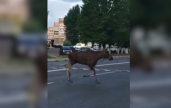 На улицах Балашихи все чаще стали появляться лоси