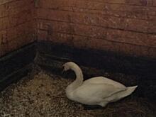 Потерявший любовь лебедь-горемыка из Кольцово поселился в зоопарке Новосибирска