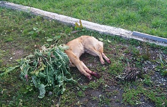 Жителя Берёзовского, который на глазах детей зарубил собаку, оштрафовали