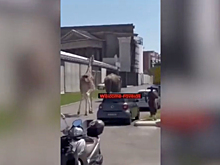 Побег слона и жирафа со съемочной площадки в Риме попал на видео