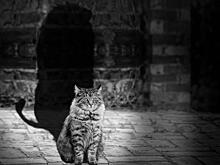 Спектакль о котах-журналистах продемонстрируют на Михалковской