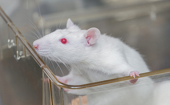 Генетики вивария: «Мышиный характер – не сказки»