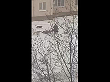 Свора собак атаковала россиян и попала на видео