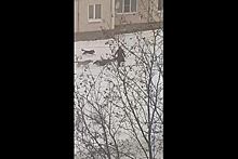 Свора собак атаковала россиян и попала на видео