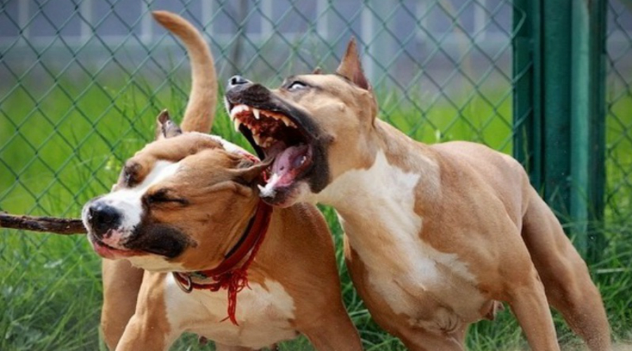 Самые опасные породы собак, укусы которых могут быть смертельными -  Рамблер/новости