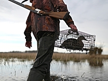 Егери бессильны: Юрист перечислила основные цели «статусных» браконьеров