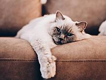 Дизайнер описал лучший интерьер для кошатников