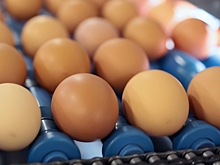 ФАС возбудила дела против производителей куриных яиц