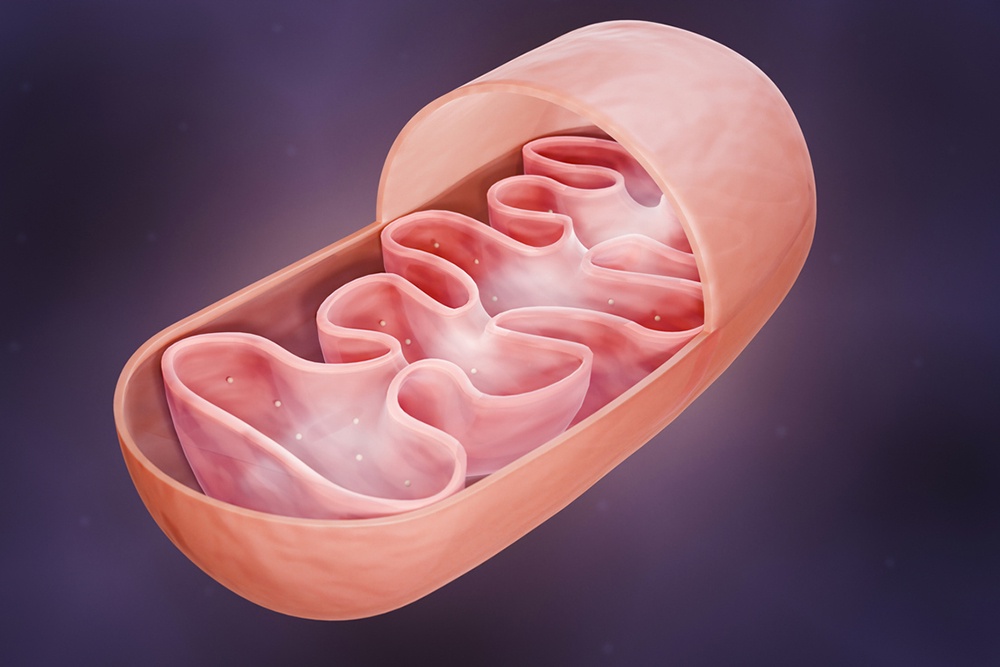 В США открыли способ перезаряжать энергетические клетки человека
