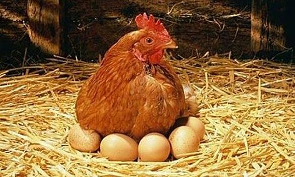 Ученые доказали, что яйцо появилось позже курицы.