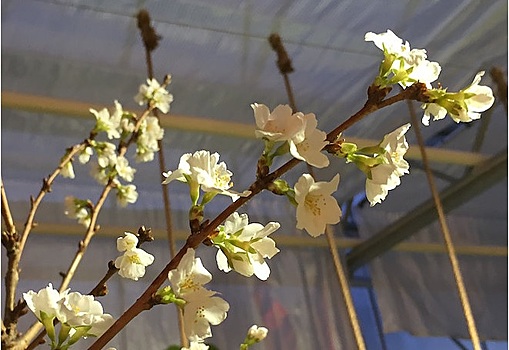 В "Аптекарском огороде" на два месяца раньше зацвела вишня