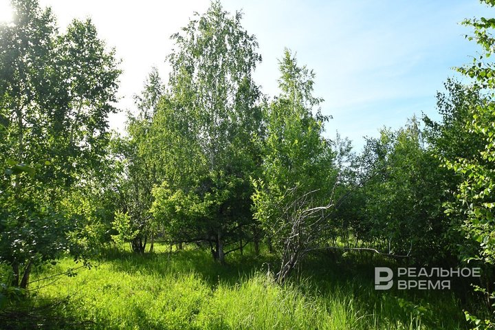 В Татарстане утвердят новые квоты на добычу косуль, рысей, лосей и барсуков