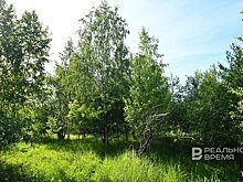 В Татарстане восстанавливают лес, вырубленный для строительства трассы М-7