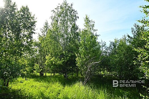 В этом году в Татарстане высадят деревья на площади 1,4 тысячи га