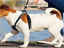 Во Владимире владельцев собак будут штрафовать за нарушение правил выгула питомцев