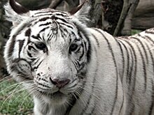 Водитель фуры с тиграми сбежал после ДТП