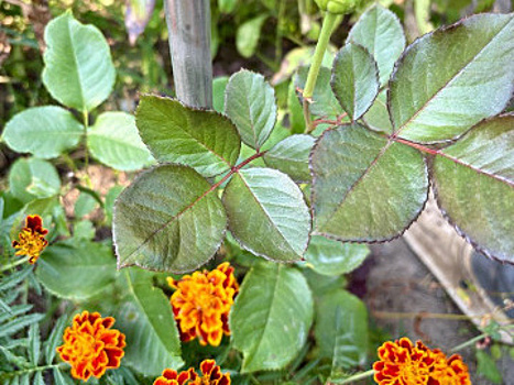 Осень, а растения здоровы! "Серпень" спас розу и смородину от мучнистой росы