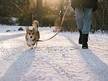 Невролог рассказала, сколько килограммов можно сбросить при прогулках с собакой