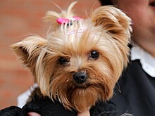 Все включено: за что готовы платить хозяева ради счастья своих питомцев