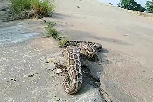 Огромный питон целиком съел петуха на глазах у фермера