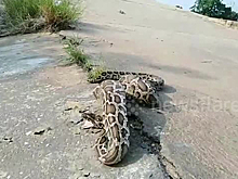 Огромный питон целиком съел петуха на глазах у фермера