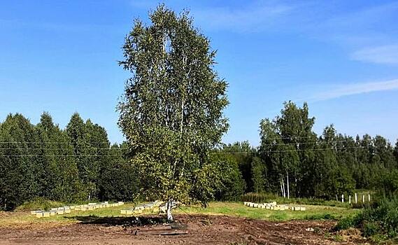 В Томской области появится новая органическая пасека на средства агростартапа