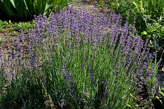 Выращивание лаванды в вопросах и ответах. Как посадить, размножить, сохранить зимой — и не только