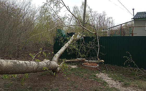 Сильный ветер повалил деревья в Пронске