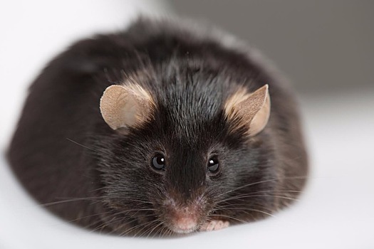 Каннабиноиды вызывают ожирение у мышей