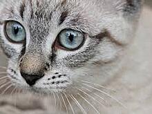 «Учебное пособие для живодеров»: общественность обвиняет ростовских ветеринаров в оперировании кошки без наркоза