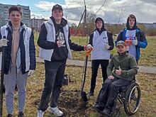 50 саженцев рябины и клена высадили вологжане во Фрязиновском парке