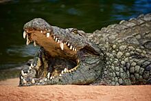 В туристическом районе Бали из-под асфальта вылезли крокодилы