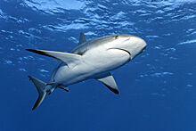 «Атака акул молниеносна». Могли ли спастись погибшие в Хургаде женщины