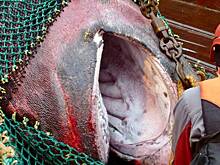 Российский рыболов показал фото попавшей в сети огромной арктической акулы