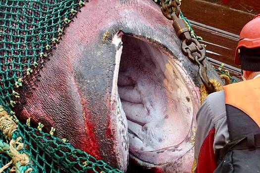 Российский рыболов показал фото попавшей в сети огромной арктической акулы