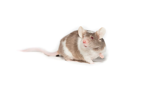 Жителя Башкирии осудили за гибель 29 тысяч лабораторных мышей