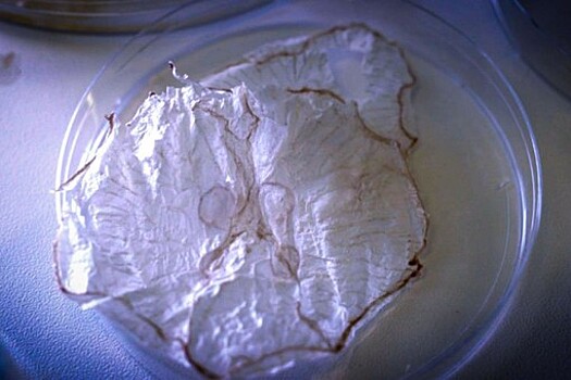 Гастрофизики придумали, как готовить чипсы из медуз