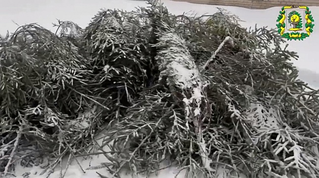 Нижегородцам рассказали, как правильно избавляться от новогодней елки