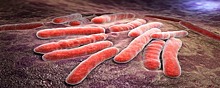 Эксперты университета «Сириус» отметили эффективность новой вакцины от туберкулёза