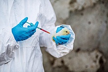 В России вдвое выросло производство вакцин для птиц &ndash; Данкверт